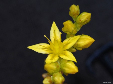 Foto 2: bloem